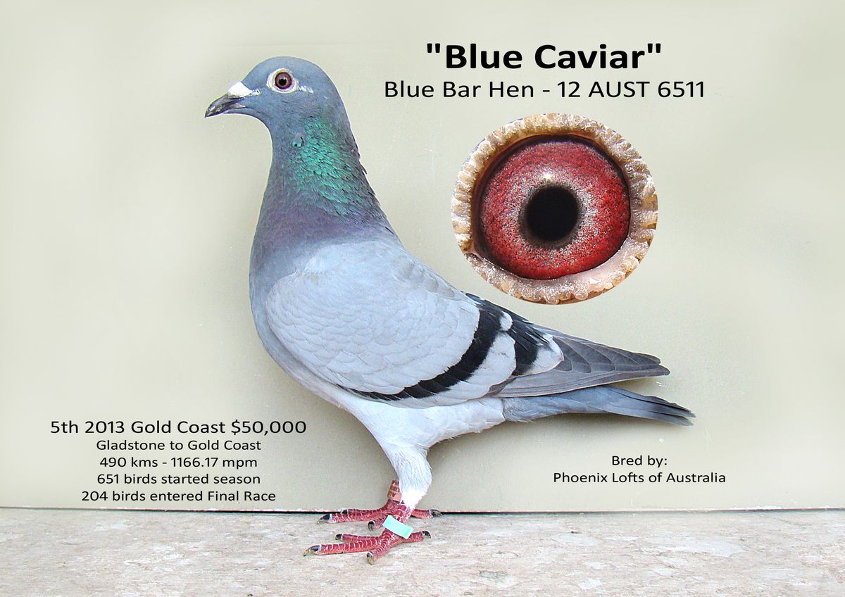 Blue Caviar 6511