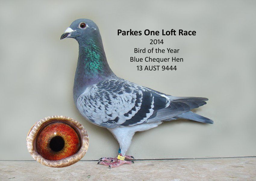 Parks One Loft Race Winner